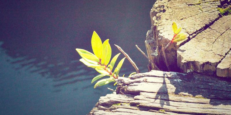 情感作为思想载体：哲学讨论中情绪在理性交流的正当性与调节之道